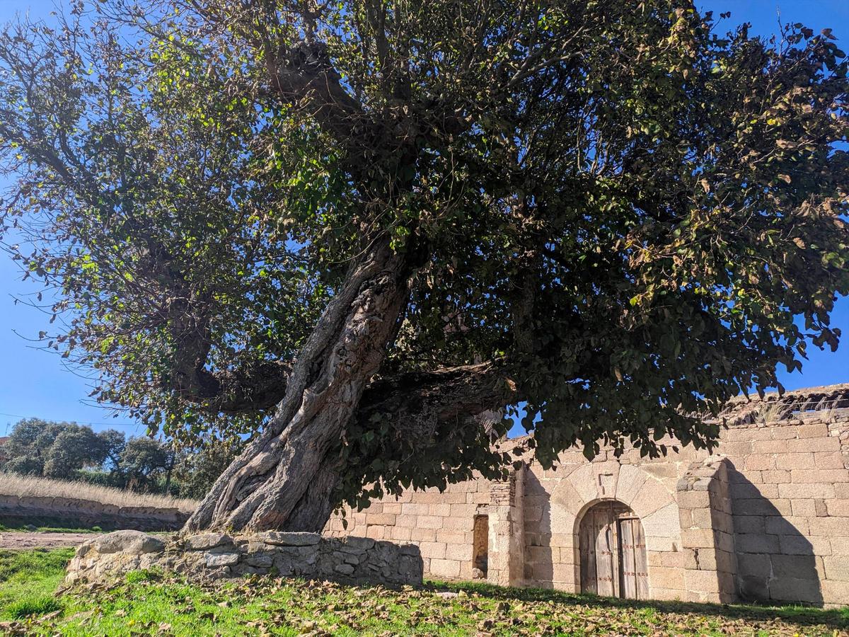 Árbol de morera junto al cementerio de La Encina de San Silvestre.