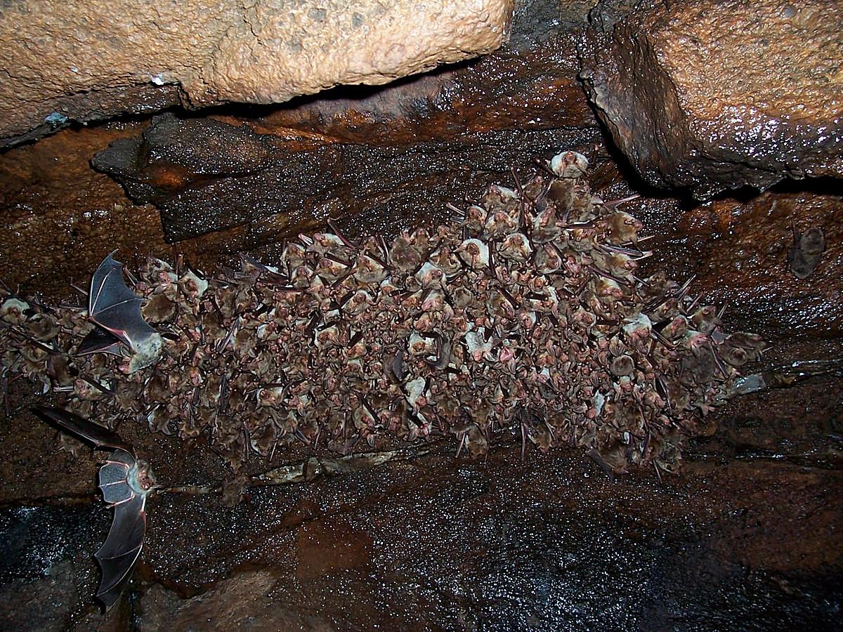 Colonia de cría de murciélago ratonero grande (Myotis Myotis).