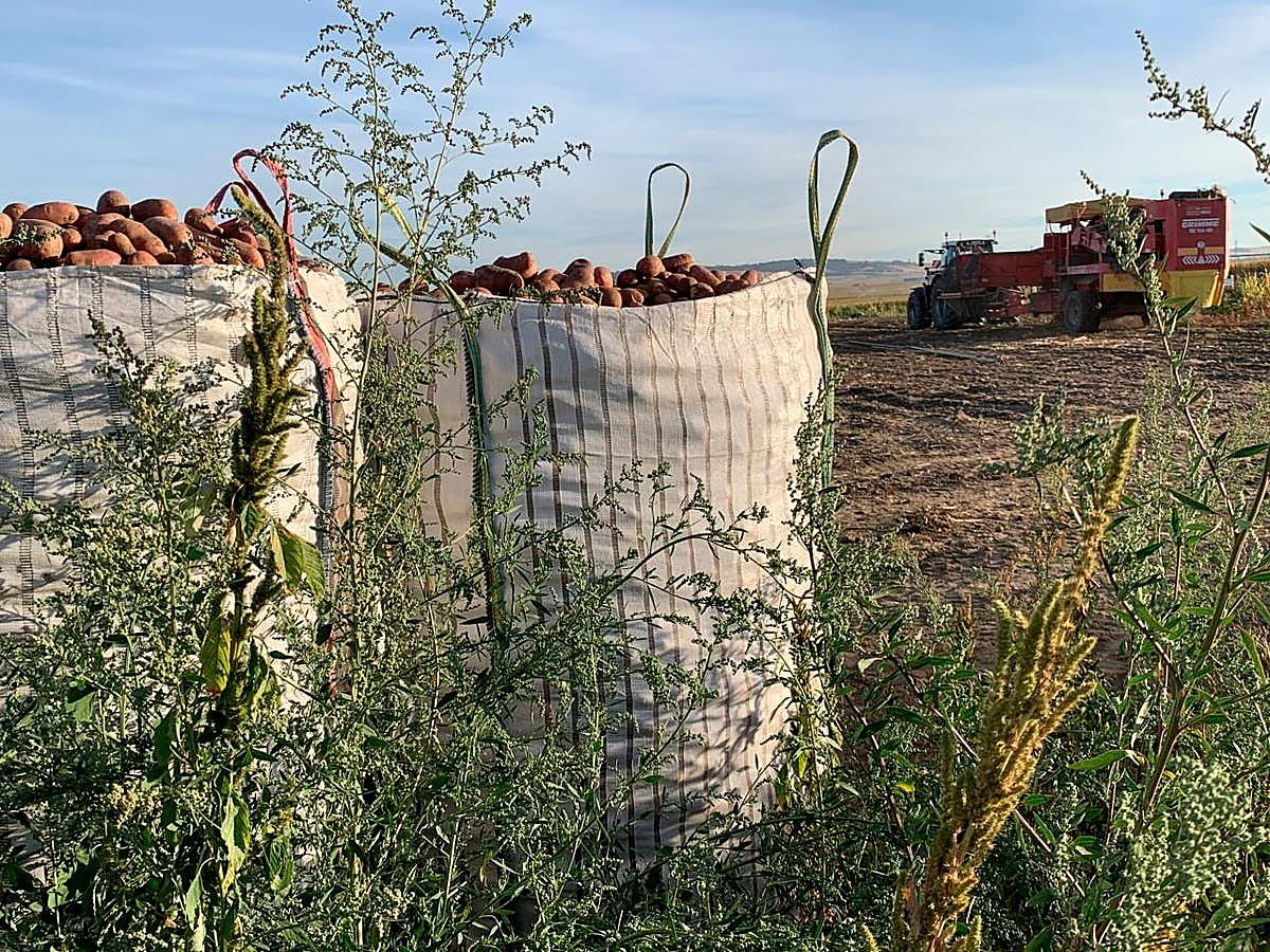 Aún queda patata en la tierra por la falta de demanda.