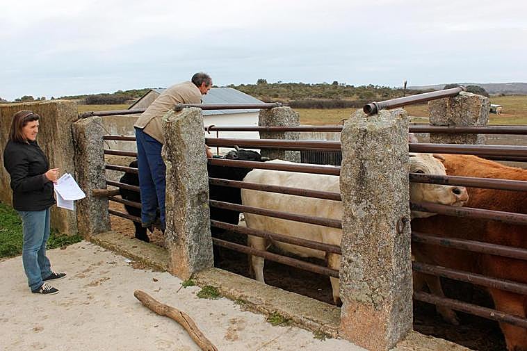 Vacunación de ganado de lengua azul en Valdefuentes de Sangusín hace unos años