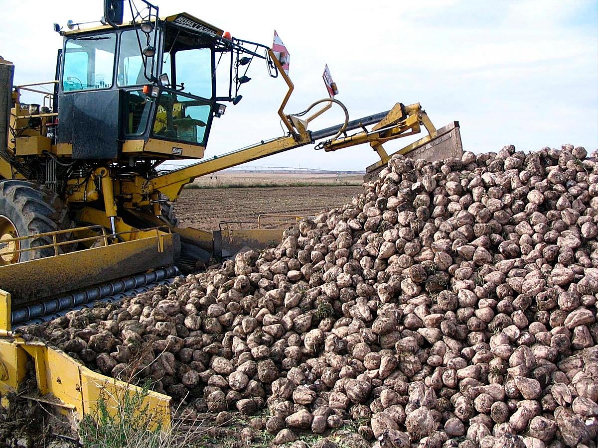 Montón de remolacha en una parcela preparado para su transporte a la fábrica azucarera.