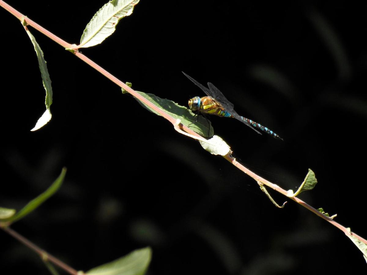 Libélula Aeshna Mixta.