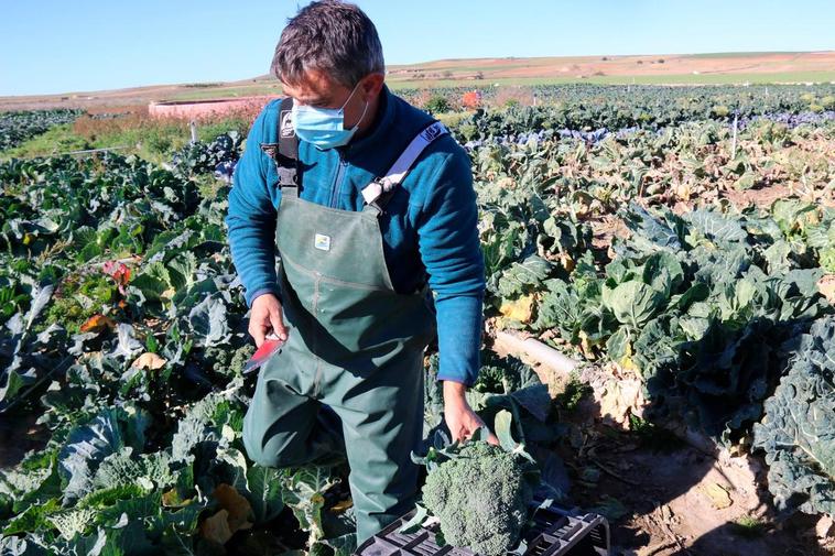 Javier Esteban recogiendo brócoli para llevarlo al mercado semanal de Medina del Campo (Valladolid).