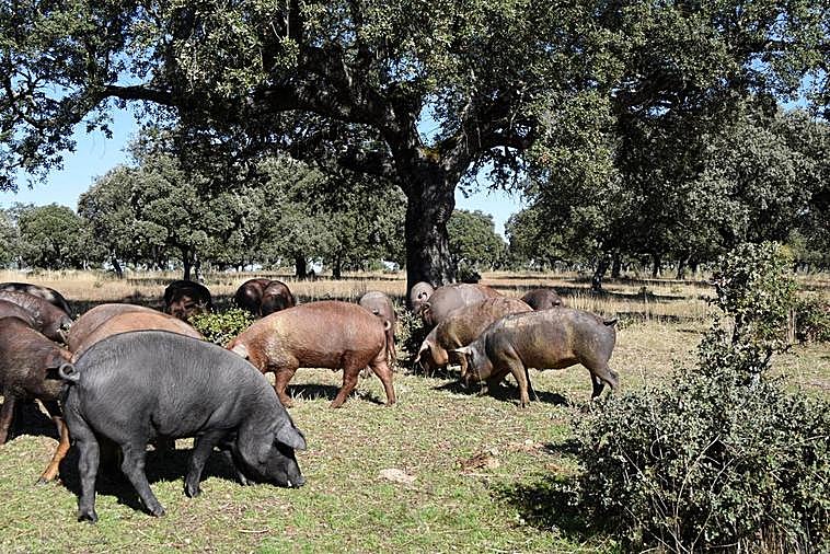 Una piara de cerdos en la tradicional montanera.