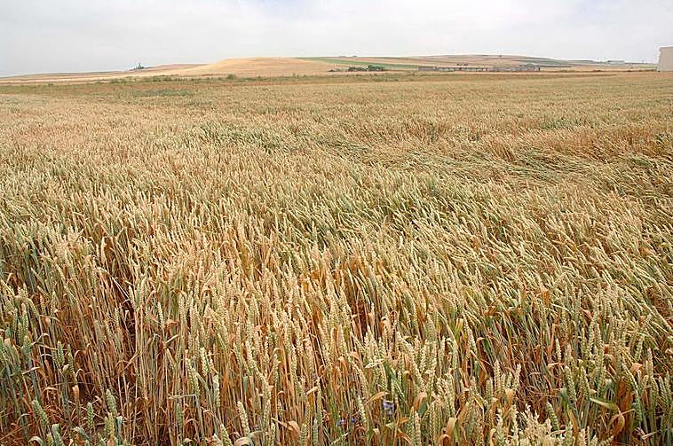 Campo de cereal en Salamanca.