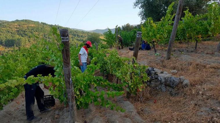 Las terribles consecuencias del cierre de la hostelería para los vinos de la Sierra