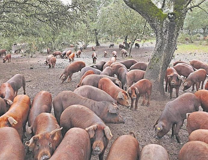 Cerdos ibéricos en la finca de Juan Benito