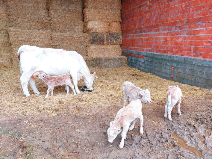 La vaca que ha dado a luz cuatro terneros en Olmedo de Camaces