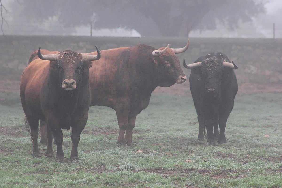 Toros de lidia en el Campo Charro.