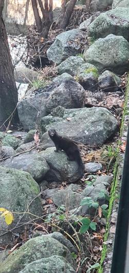 Imagen del visón americano visto en el río Cuerpo de Hombre en Béjar.