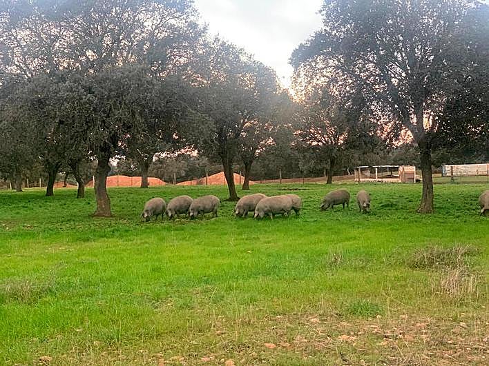 Marranos ibéricos en montanera en la dehesa mirobrigense de “Los Talayos”, de Herederos de Manuel Santos Alcalde