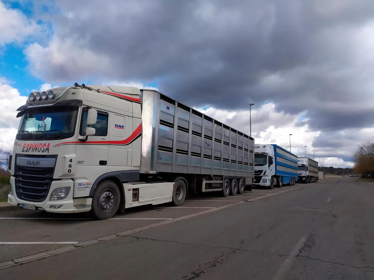 Camiones con cerdos esperando para descargar en los corrales de un matadero de la zona de Guijuelo.