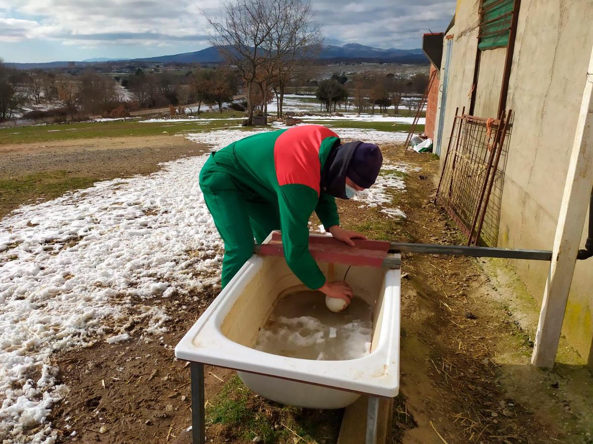 Juan María, rompiendo el hielo en su explotación de Monleón.