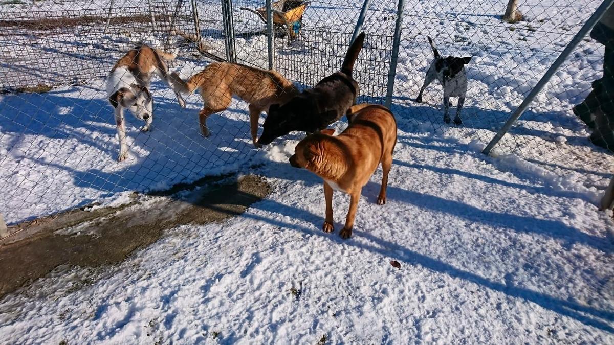 Varios de los perros de la protectora en medio de un refugio cubierto por la nieve.