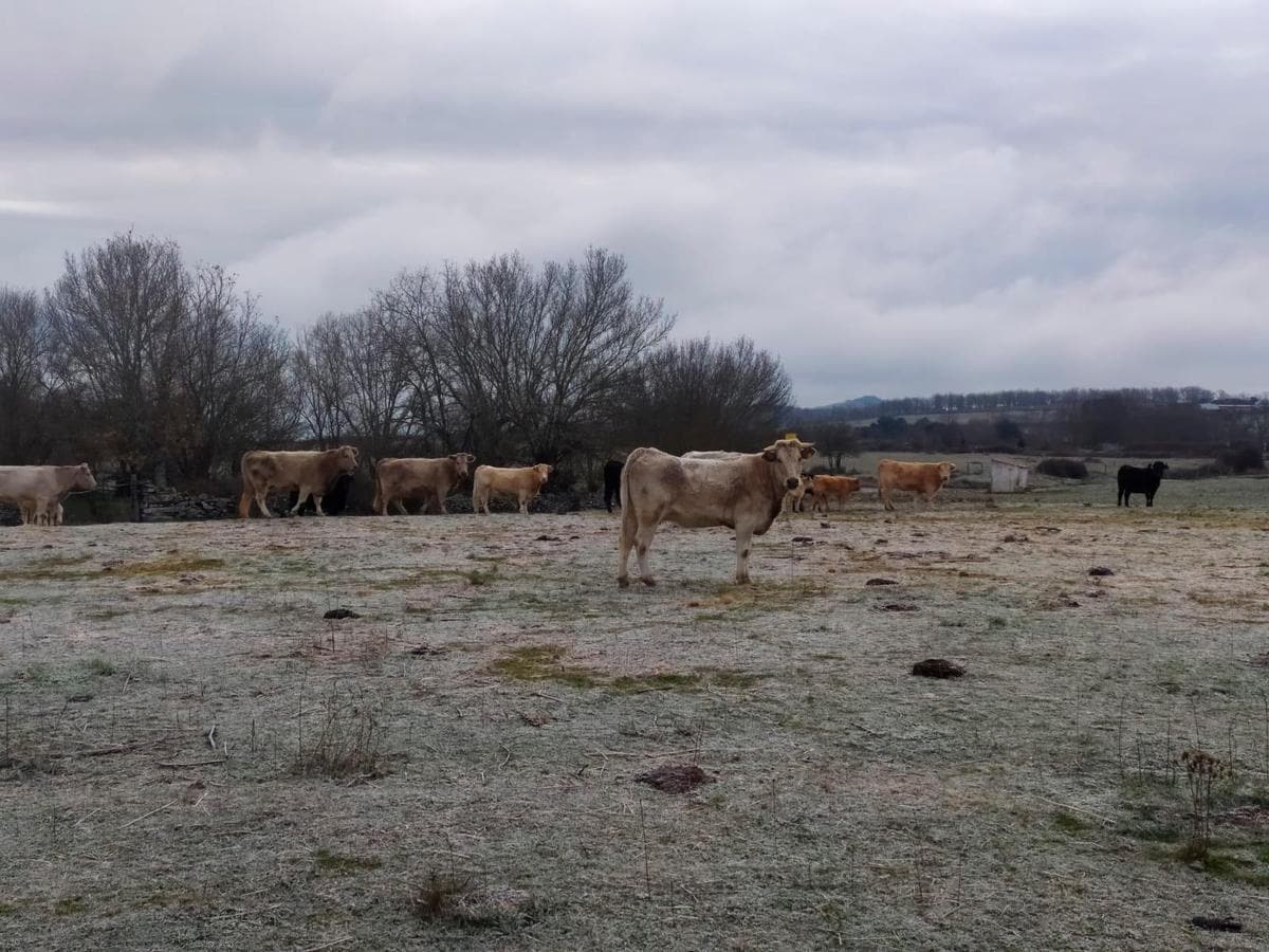 Vacas en una explotación de Endrinal con el pasto totalmente helado por los fríos de estos días.