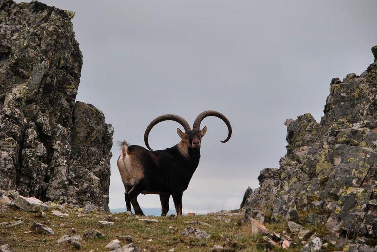 El macho montés de trofeo alcanzó los 8.000 euros por ejemplar.