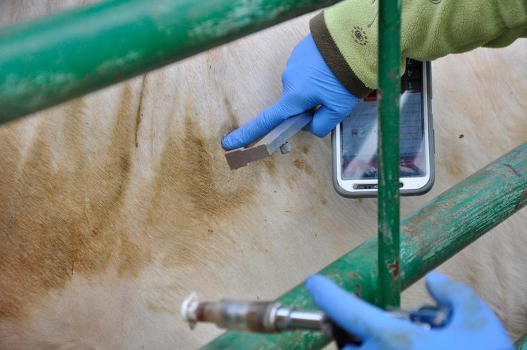 Prueba para detectar la tuberculosis en el ganado vacuno.