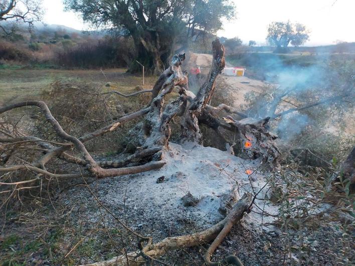 Restos del olivo tras el acto vandálico.