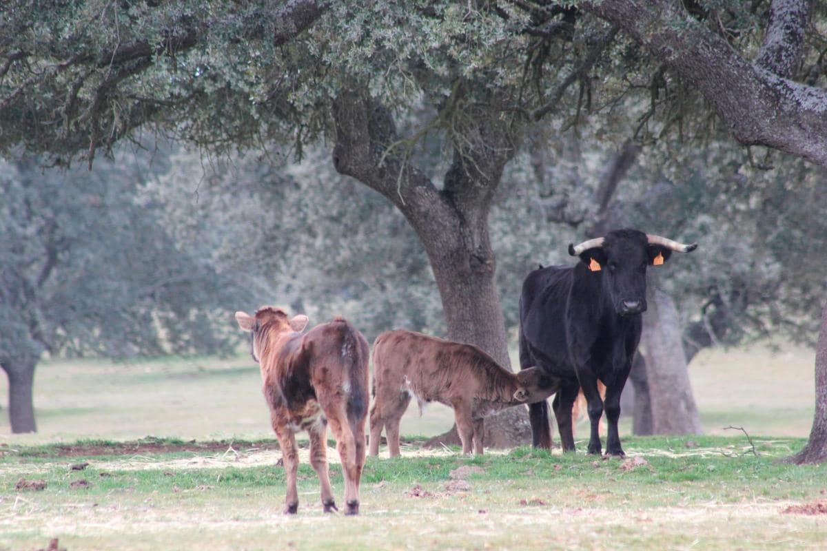 Becerros y vaca de la ganadería de Eduardo Martín Cillero.