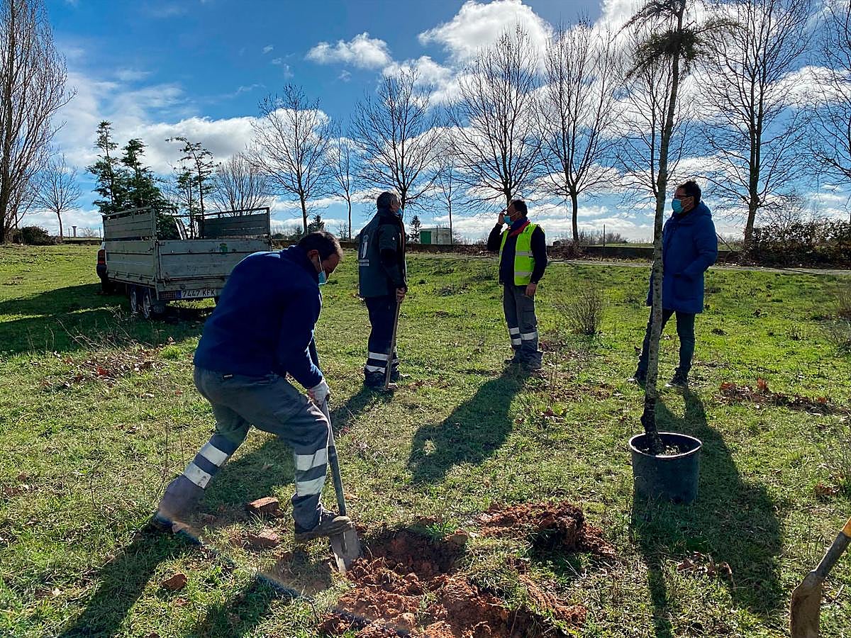 Los operarios ya están inmersos en las tareas de reforestación.