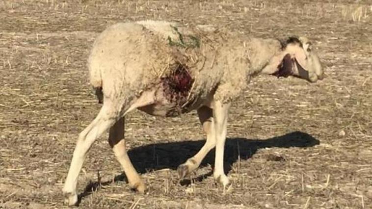 Una oveja víctima de un ataque de lobo en la provincia.