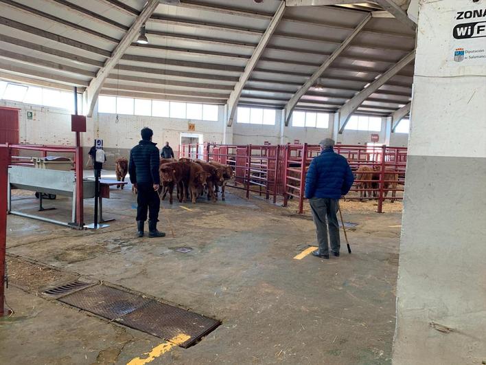 Salida de terneros de uno de los corrales del mercado para ir ya al camión.