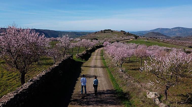 Más de 500 hectáreas de almendros florecen estos días en La Fregeneda en un espectáculo único.