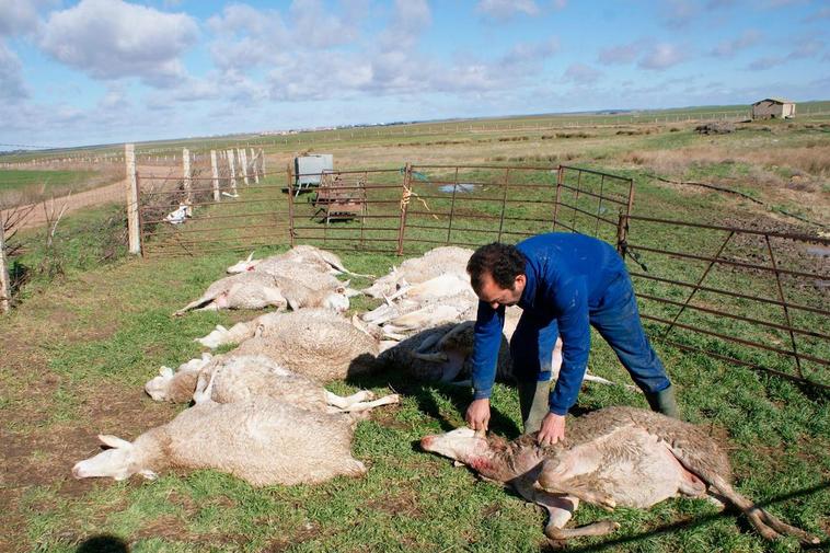 Ovejas muertas por un ataque de lobos en Castellanos de Moriscos.