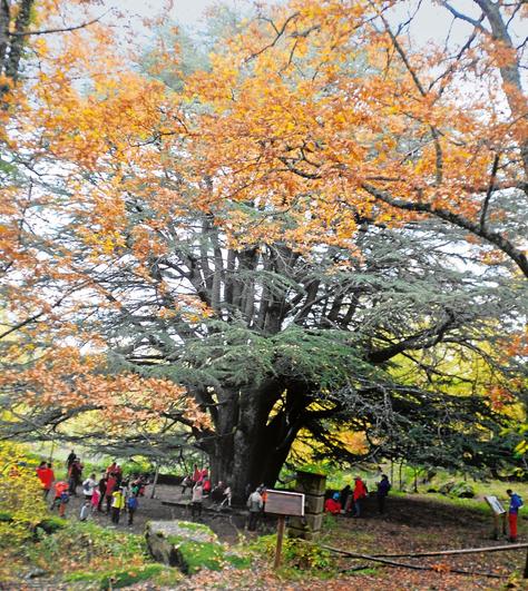 Imagen del cedro centenario ubicado en la finca de La Francesa entre Béjar y Cantagallo