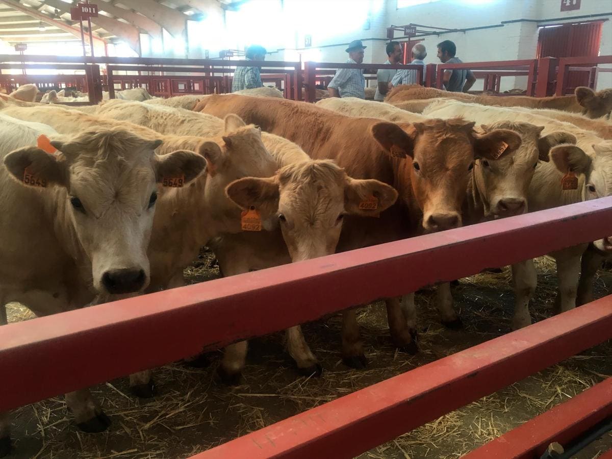 Un corral de terneros en el mercado de ganados de Salamanca.