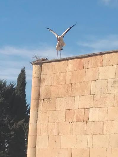 La pareja de cigüeña y su nido, de nuevo, en construcción.