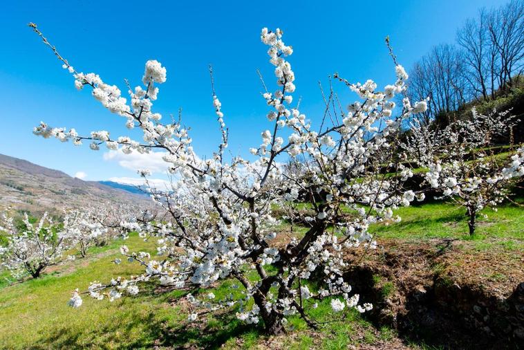 Cerezo en flor en el Valle del Jerte