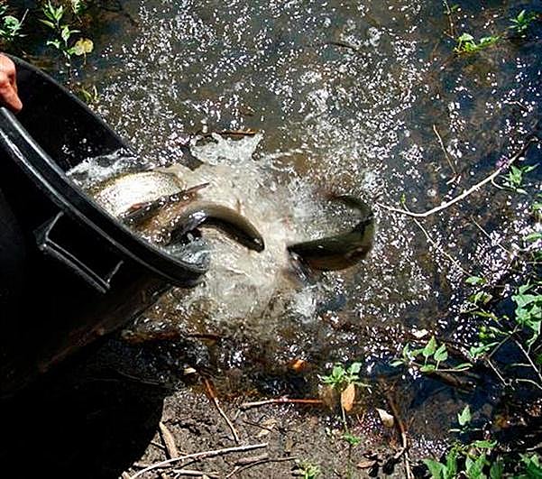 Suelta de truchas arco iris
