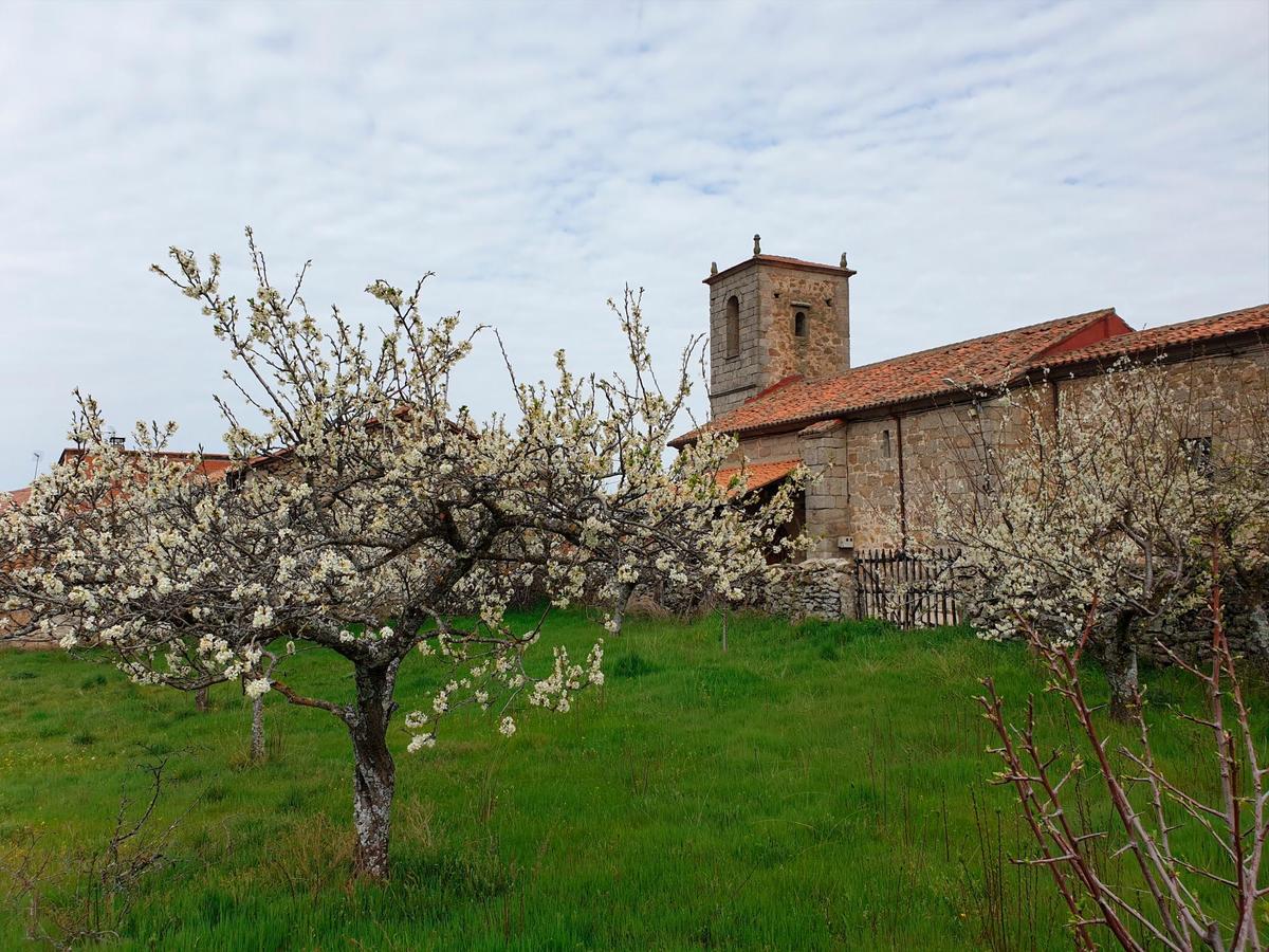 Cerezos junto a la iglesia de Pinedas.