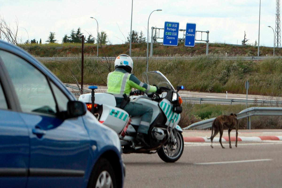 Un Guardia Civil encuentra en perro abandonado en la carretera