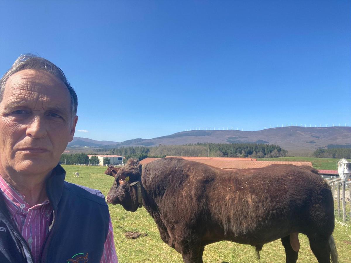 Paulino Sánchez, con su toro de raza salers comprado en el Reino Unido con la peculiaridad de no tener cuernos.