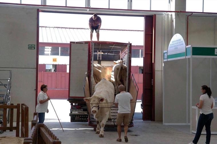 Ganado charolés en la feria de 2019.