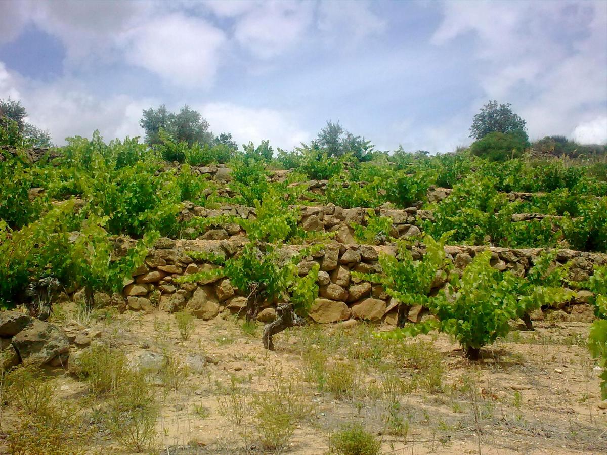 Un viñedo del territorio acogido a la Denominación Arribes