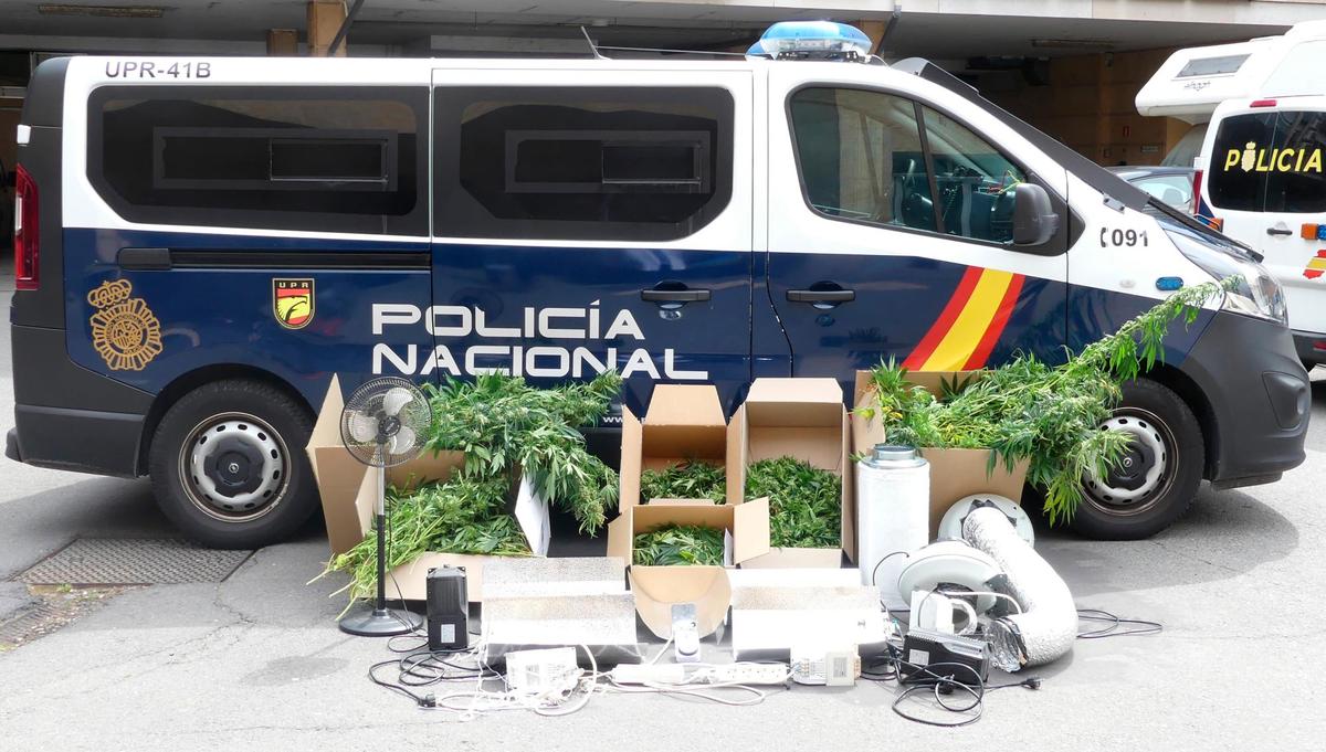 Plantas incautadas en una casa de la calle Guijuelo, en el barrio del Carmen.