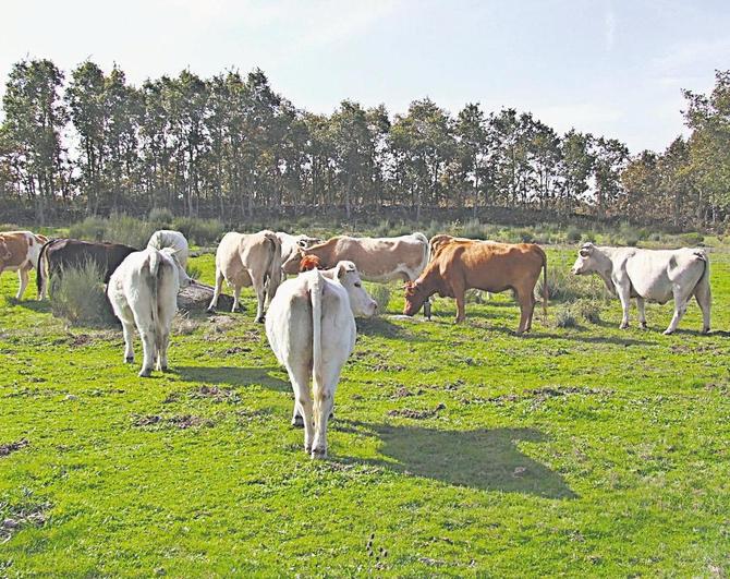 Vacas pastando en una parcela de la provincia