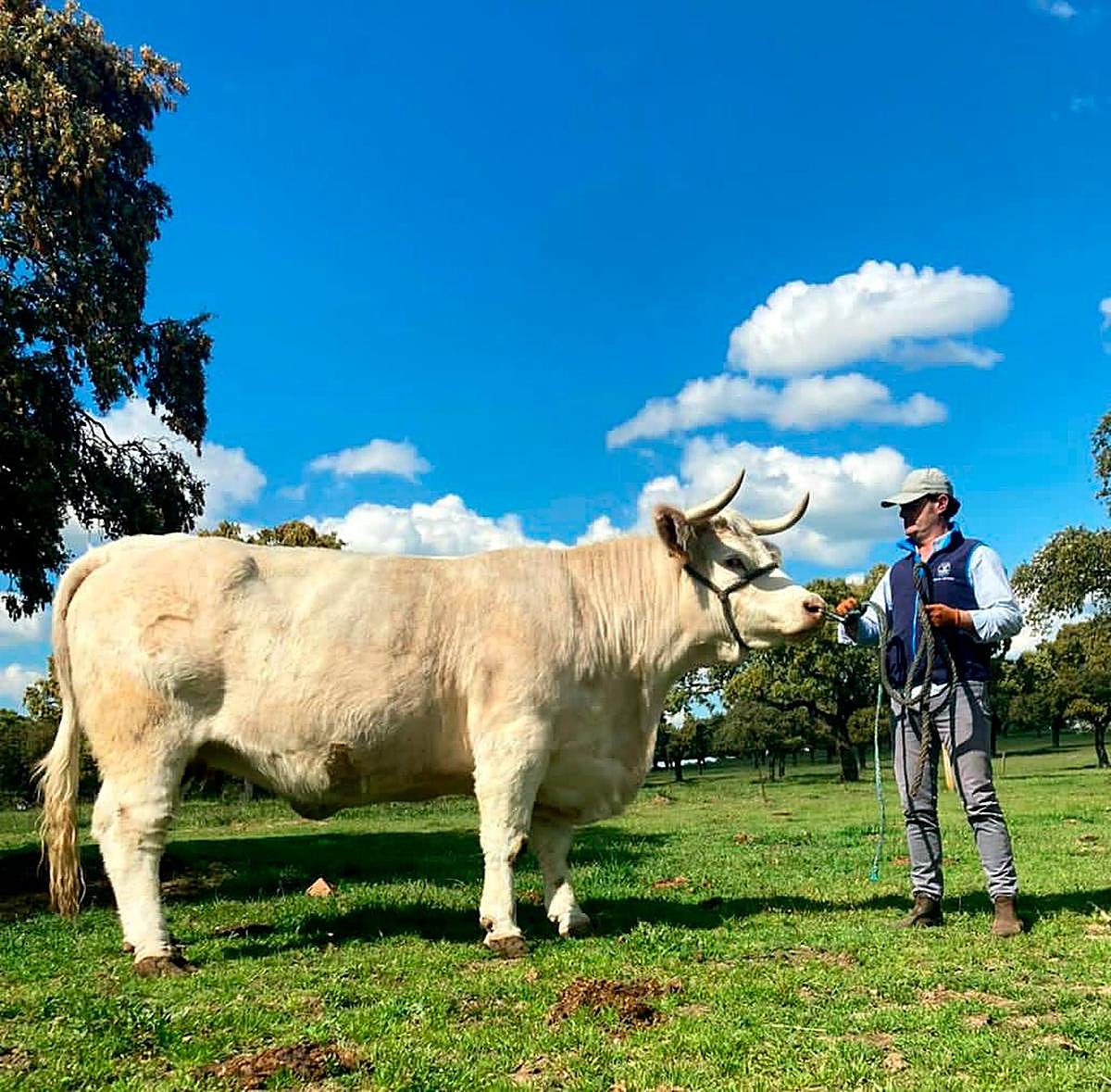 Emilio Ortega prepara el ganado para la feria.