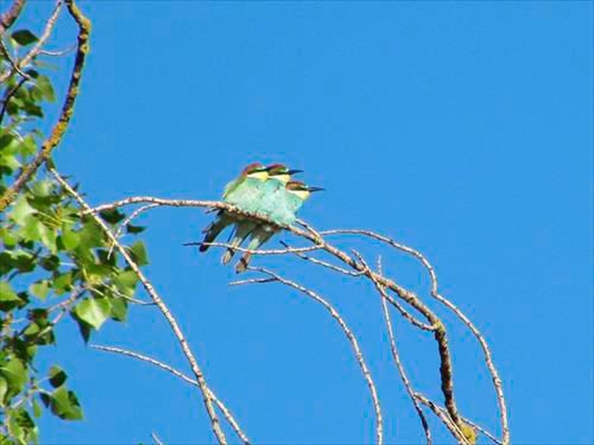 Abejaruco europeo.