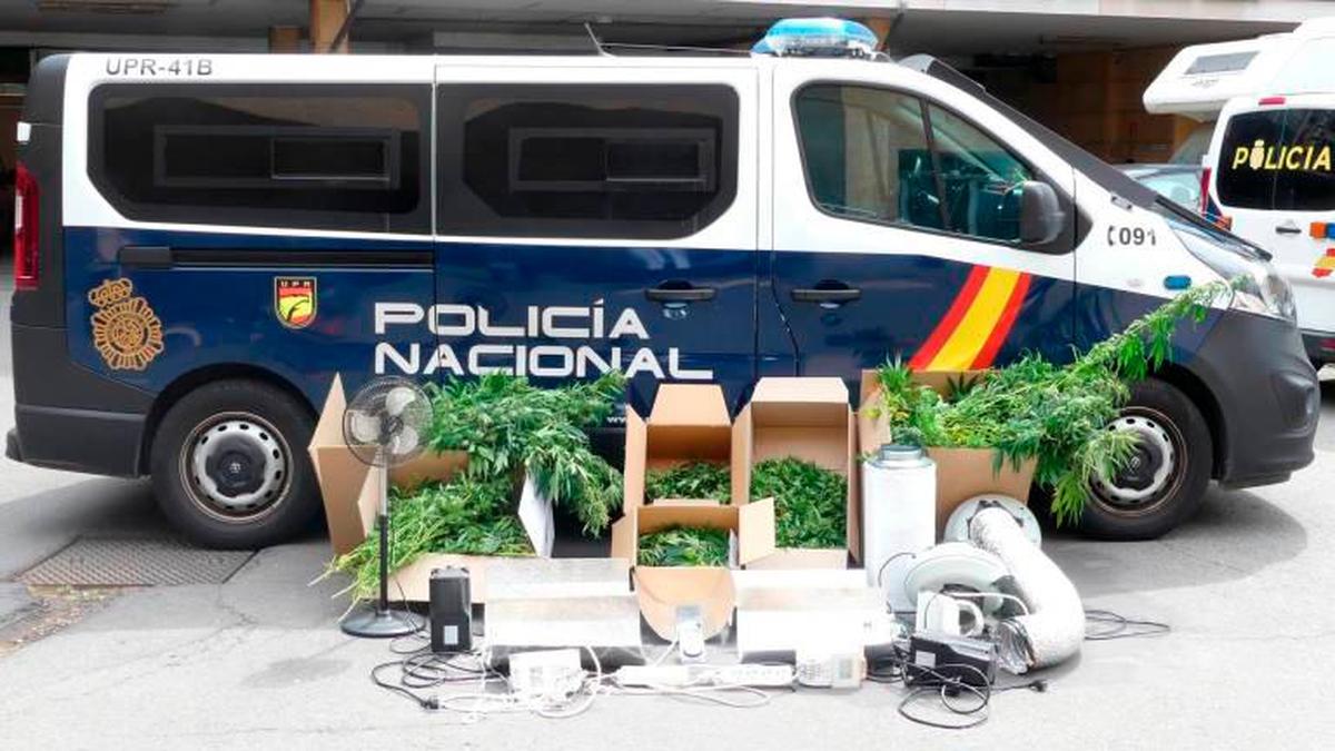 Plantas incautadas en una casa de la calle Guijuelo, en el barrio del Carmen.