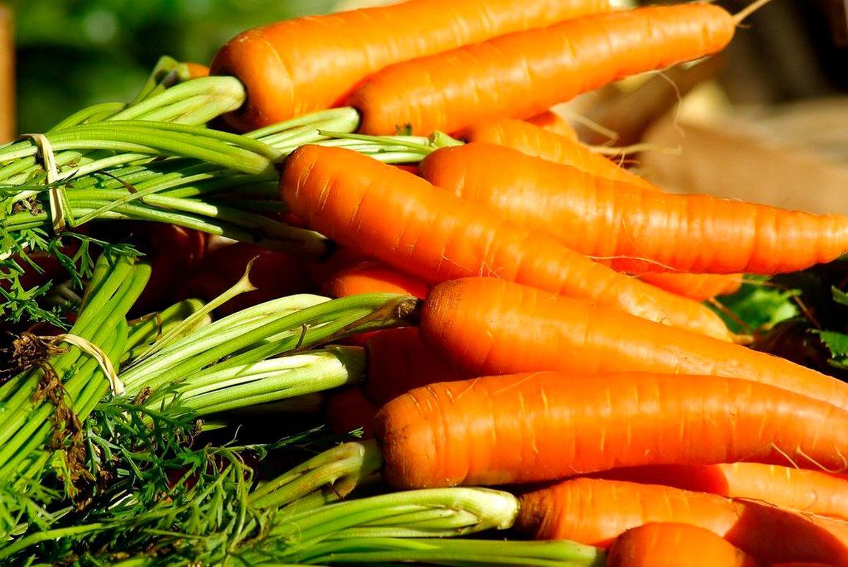 Variedad de zanahorias.