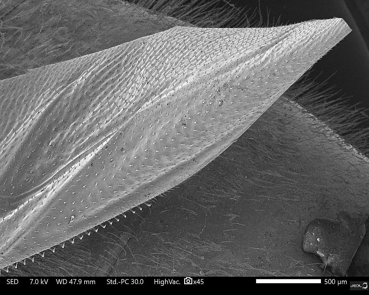 Aumento de la abeja mostrando una de sus alas.