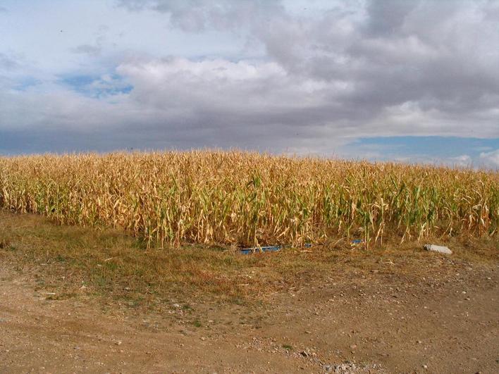 Campos de maíz.