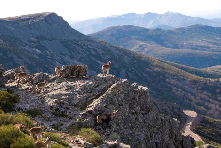 Rebaño de cabra montés en las estribaciones de la Sierra de Francia, dentro de la Reserva Nacional de Caza de Las Batuecas.