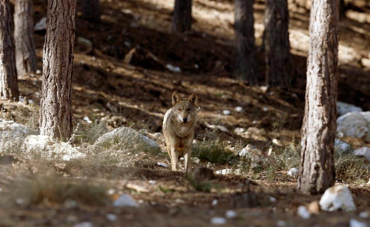 Ejemplar de lobo en Sanabria.