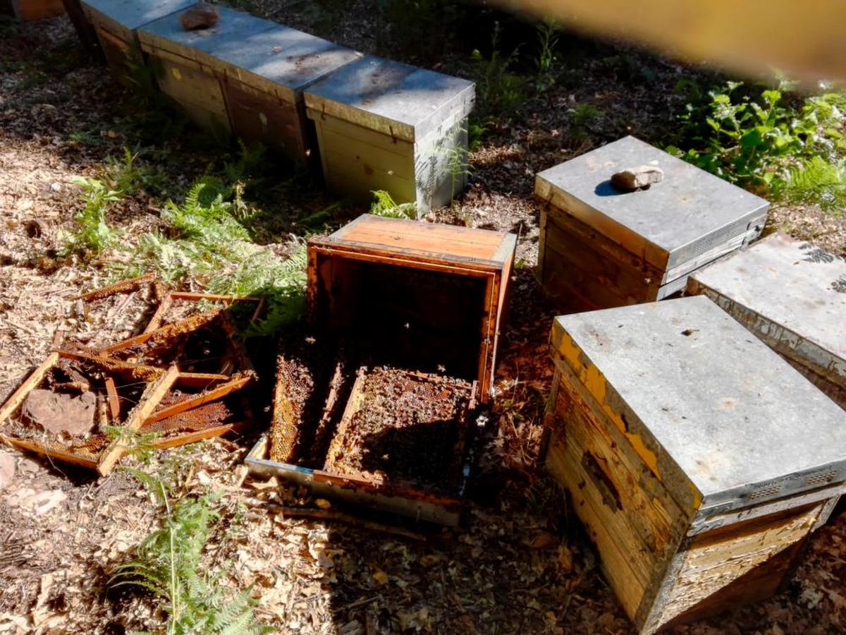 Los destrozos del oso, que rompió las cajas y se comió la miel y a las crías de las abejas.