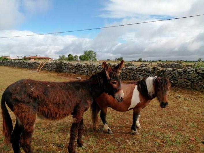 “Caramelo” y “Pili”, dos de los ponys salmantinos.